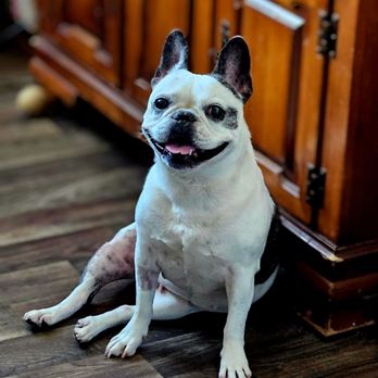 Huntington Park Dog & Cat Clinic
