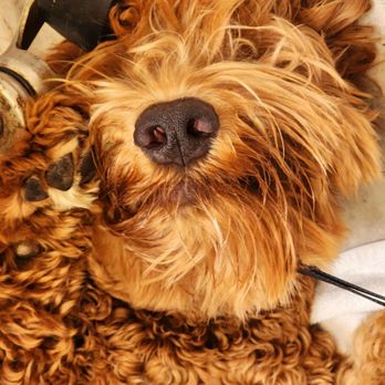 Bel Marin Animal Hospital