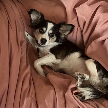 Affordable Animal Hospital Whittier