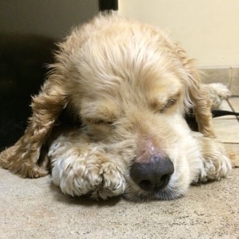 Simi Valley Animal Hospital