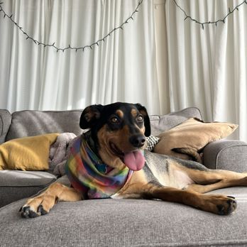 Avenues Pet Hospital