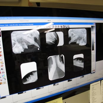 San Francisco Pet Hospital