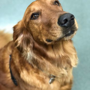 San Francisco Pet Hospital