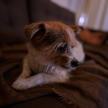 San Francisco Animal Medical Center