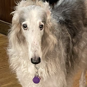 San Francisco Animal Medical Center