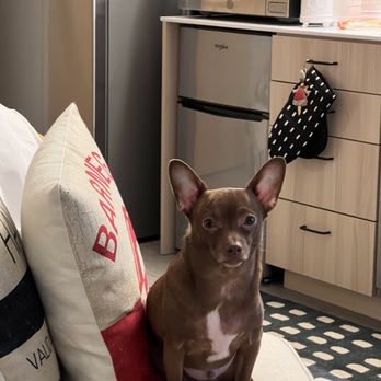 Arguello Pet Hospital