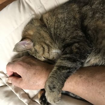 Arguello Pet Hospital