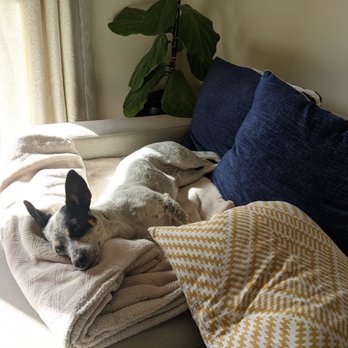 Arguello Pet Hospital