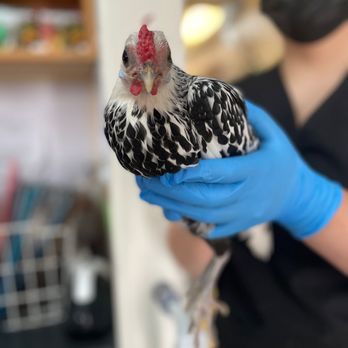 Sunset Veterinary Hospital