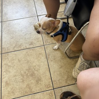 Community Animal Hospital