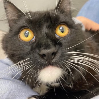 Berkeley Animal Hospital