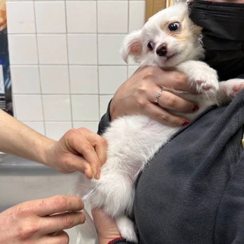 St. Francis Animal Hospital