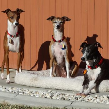 Pet Check Engine Animal Hospital