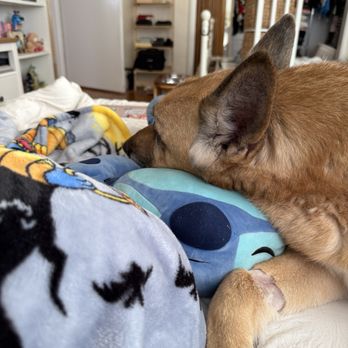 Millbrae Pet Hospital