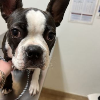 Crescenta Canada Pet Hospital