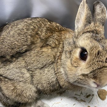 Animal Care Services