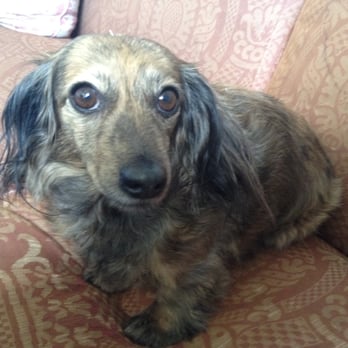 Lotus Veterinary House Calls