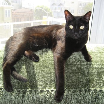 Lotus Veterinary House Calls