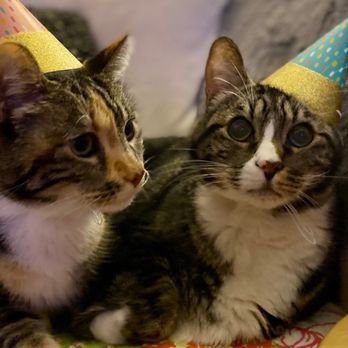 Golden Gate Veterinary Home Hospice and Euthanasia