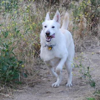 Crescenta Valley Veterinary Hospital