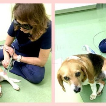 Hemlock Bluffs Animal Hospital - 5432 Sunset Lake Rd