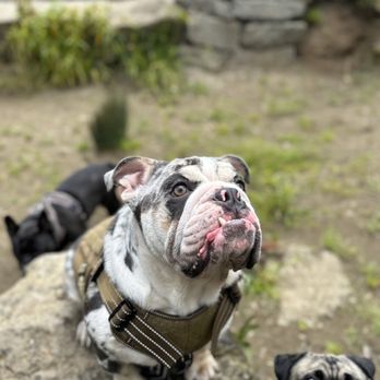 Avenues Pet Hospital