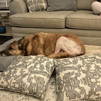 Avenues Pet Hospital