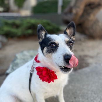 The Castro Animal Hospital