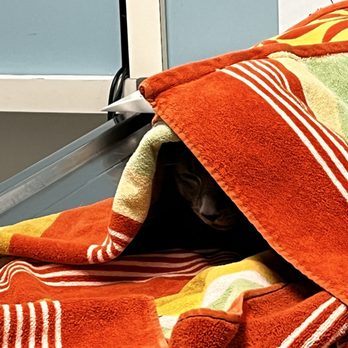 Alta Vista Veterinary Clinic