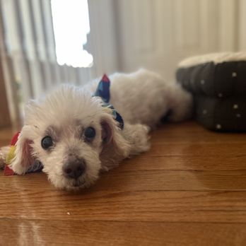 Alta Vista Veterinary Clinic