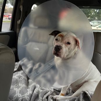 Alta Vista Veterinary Clinic