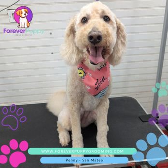 Forever Puppy Grooming