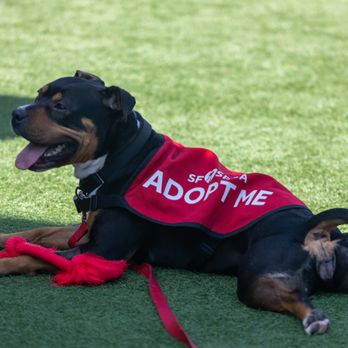 San Francisco SPCA Adoption Center