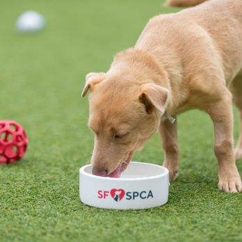 San Francisco SPCA Adoption Center