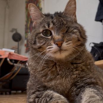 Mission Pet Hospital