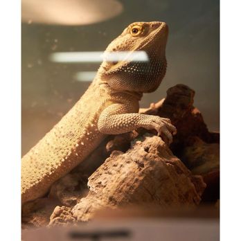 The Animal Connection