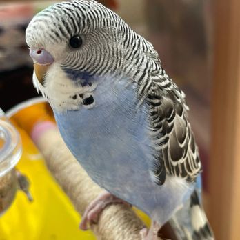 The Animal Connection