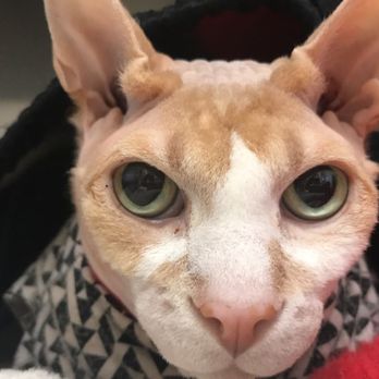 Small Paws Pet Hospital