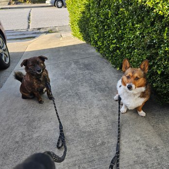 Happy Paws Happy Days