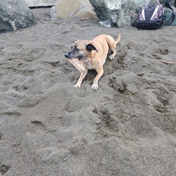 Happy Paws Happy Days
