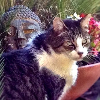 San Geronimo Valley Veterinary Clinic