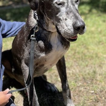 Westborough Pet Hospital