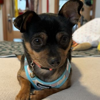 Westborough Pet Hospital