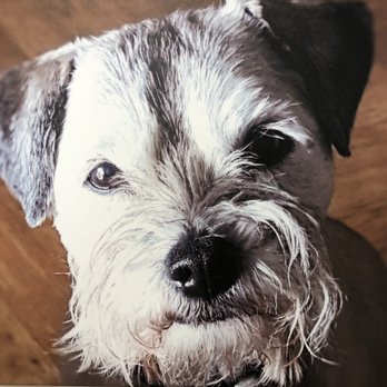 Bay Area Veterinary Housecall Associates