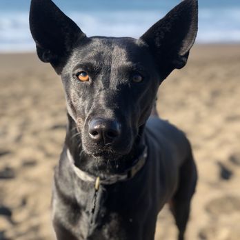 Asians for Humans, Animals & Nature - AHAN