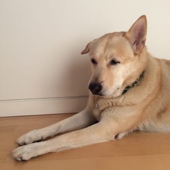 Asians for Humans, Animals & Nature - AHAN