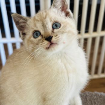 Marin City Animal Hospital