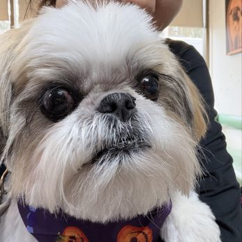 Veterinary Vision Animal Eye Specialists