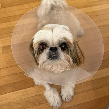 Veterinary Vision Animal Eye Specialists