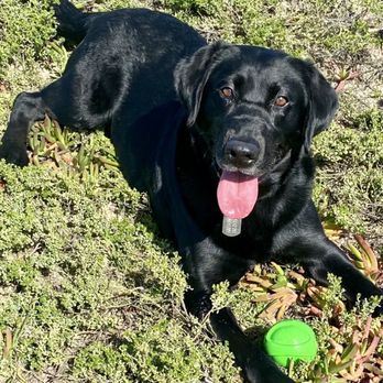 Seven Hills Veterinary Hospital